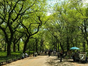 what are some free things to do in NYC, free things to do in NYC, free things to do in New York City, Shakespear in the park NYC, New York Shakespear in the park.